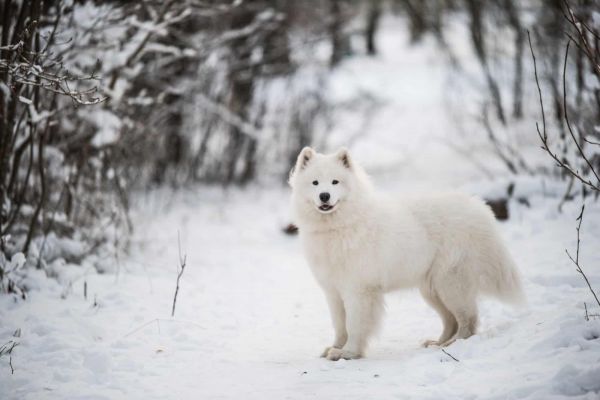 美国爱斯基摩犬