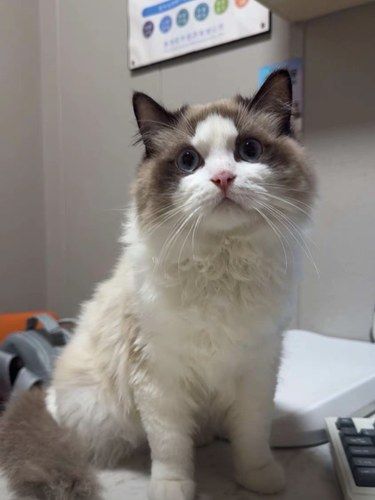 温柔的医护猫日子