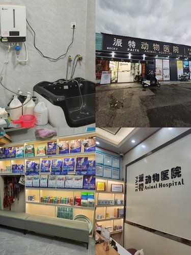 广州铲屎官必看！猫猫能安心看病的宝藏宠物医院