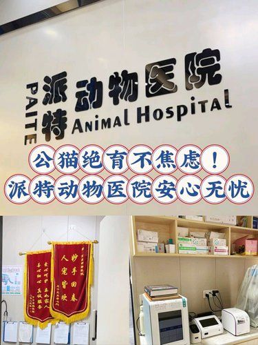 公猫绝育不焦虑！派特动物医院安心无忧
