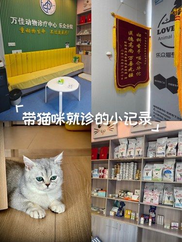 带猫咪就诊的小记录