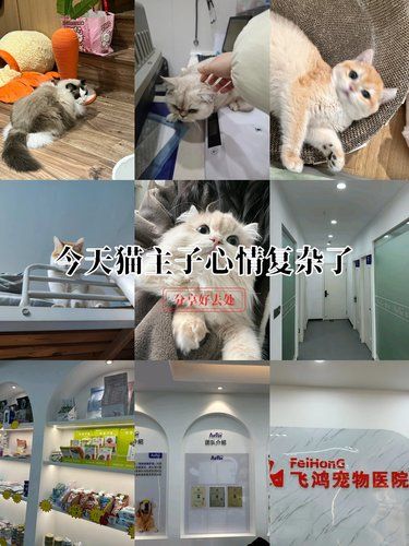 妙手空空如也的小猫咪