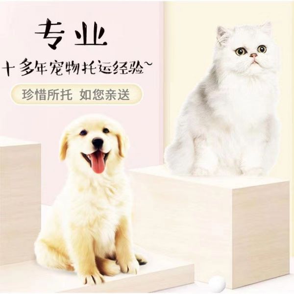 贵阳托运在线上门接宠