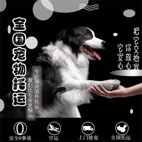 贵阳托运在线上门接宠