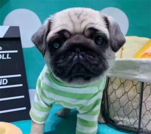 巴哥犬是什么狗？巴哥犬特点及饲养方法？