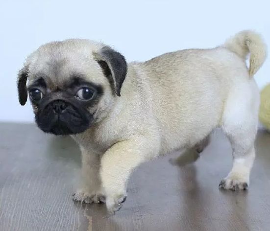 纯种可爱迷你巴哥犬 毛色靓好品相巴哥 多条可选