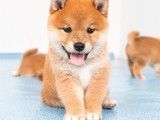 重庆大足哪里有卖柴犬 本地犬舍 上门挑选 纯种健康