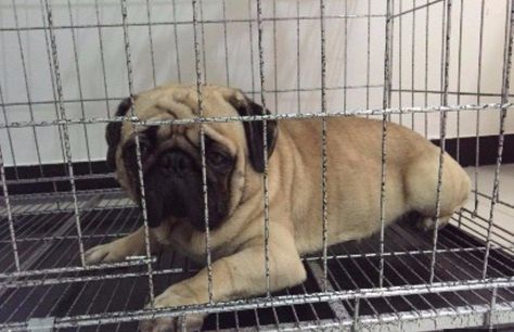 纯种可爱迷你巴哥犬 毛色靓好品相巴哥 多条可选