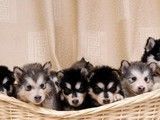 重庆哪里有卖阿拉斯加犬 本地犬舍 上门挑选 纯种健康