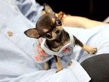 重庆哪里有犬舍基地吉娃娃 本地犬舍 上门挑选 纯种健康