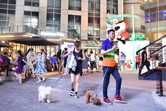吸宠社交了解一下 全国首个宠物友好街区“旺街”萌袭津门 第3张