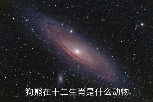 狗熊在十二生肖是什么动物