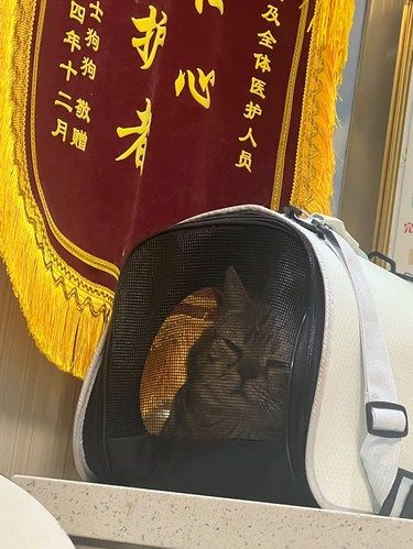 皇益宠物医院割蛋蛋中最傲娇的包包