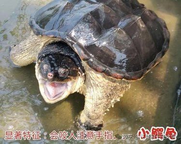 龟种类及选择