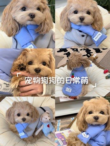 宠物狗狗的日常萌