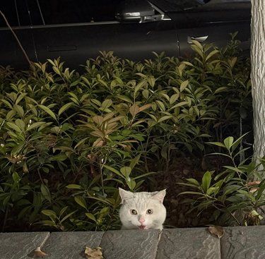 猫条引发的“变脸”