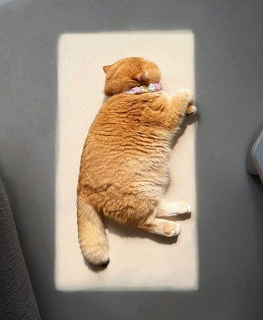 小猫是懂怎么晒太阳的