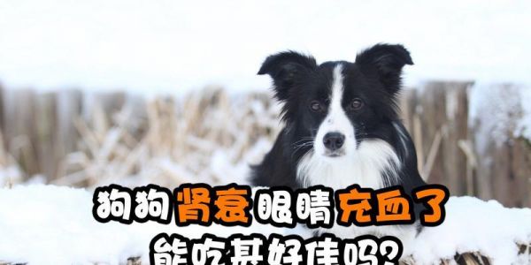 狗狗肾衰竭如何诊断？早期症状和诊断方法是什么？