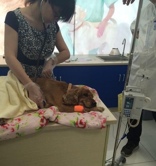 如何安乐地结束宠物猫咪肾衰竭的痛苦