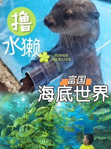 觅海洋．撸水獭．看美人鱼【120米海底隧道】