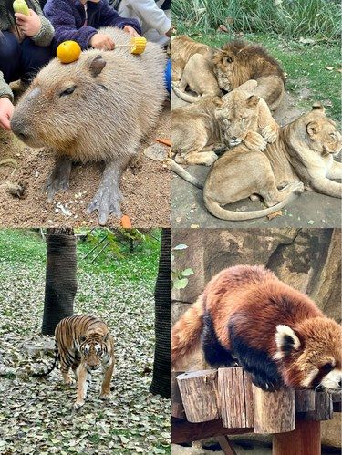 五一好出游去处野生动物园