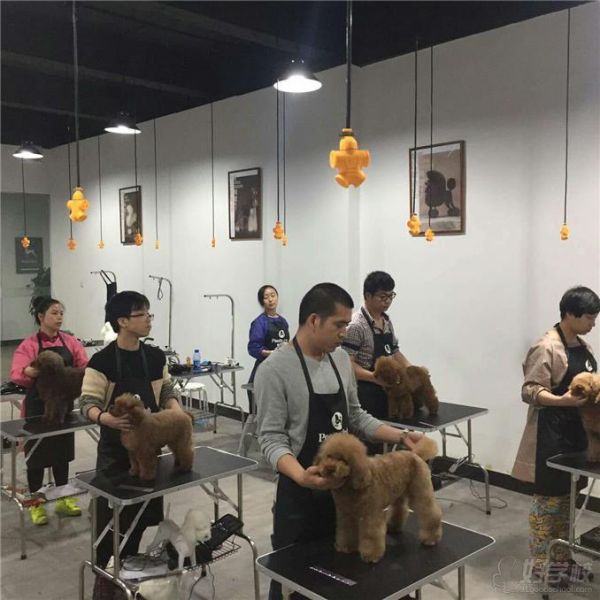 广州贵宾之家宠物美容培训学校学员操作