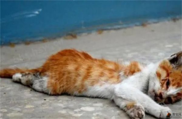 猫咪死后处理方式 真的不能入土吗