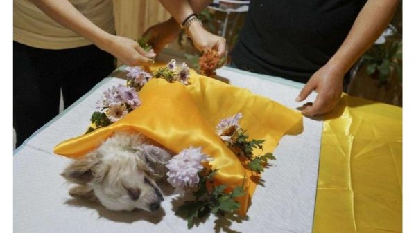 宠物殡葬