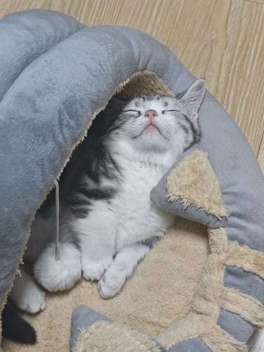 懂？小猫我就是喜欢睡觉