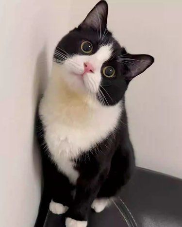 毛孩子