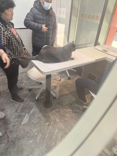 杨浦区最好的宠物医院，抓紧收藏