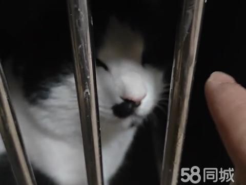 巴音郭楞宠物赠送/领养·奶牛猫领养