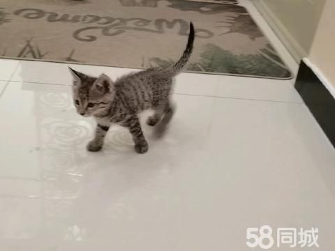 巴音郭楞宠物赠送/领养·2个月狸花小公猫 活泼好动粘人 习惯好爱干净，想养猫的*