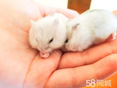 巴音郭楞宠物赠送/领养·仓鼠新生崽子/白仓鼠