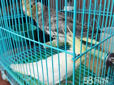 巴音郭楞宠物赠送/领养·两玄凤**