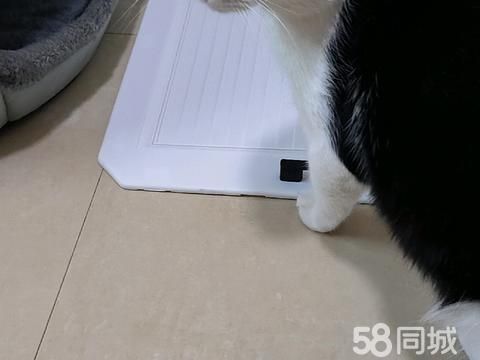巴音郭楞宠物赠送/领养·猫咪求领养