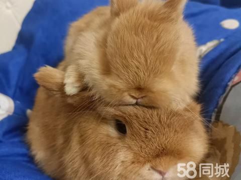巴音郭楞宠物赠送/领养·出可爱的侏儒兔，拥有柔软的毛发和温顺的性格。拥有圆润的脸庞和大大的眼睛
