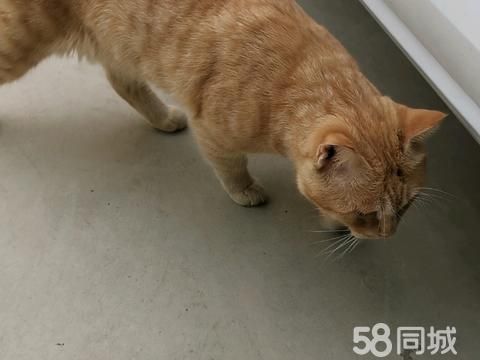 巴音郭楞宠物赠送/领养·免费领养乖巧温顺的橘猫一只