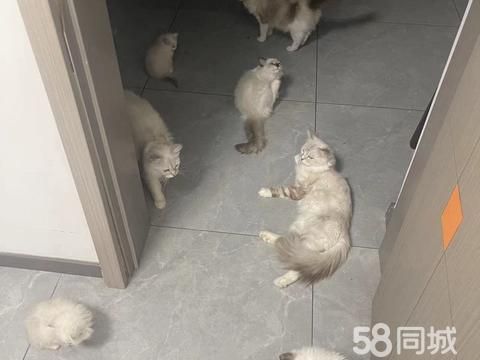 巴音郭楞宠物赠送/领养·猫咪