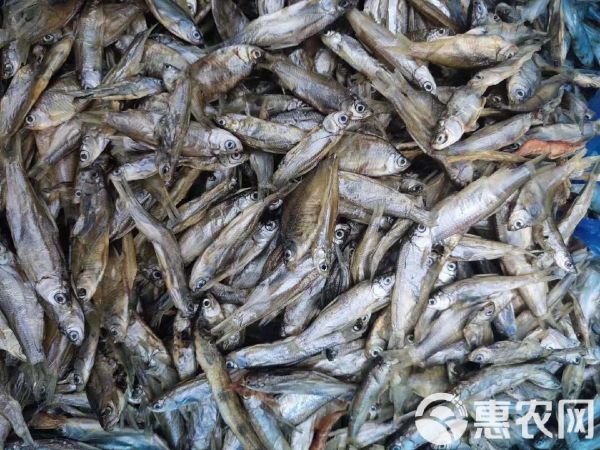 宠物饲料 淡水无盐小鱼干小鱼仔小杂鱼没破肚皮猫粮宠物粮鱼干