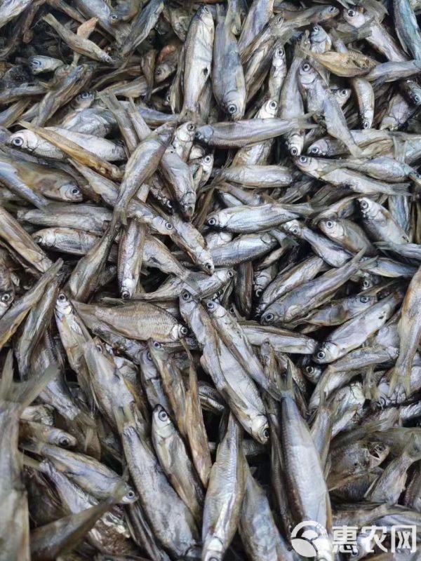 宠物饲料 淡水无盐小鱼干小鱼仔小杂鱼没破肚皮猫粮宠物粮鱼干