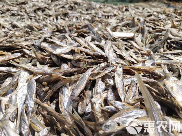 宠物饲料 淡水无盐小鱼干小鱼仔小杂鱼没破肚皮猫粮宠物粮鱼干