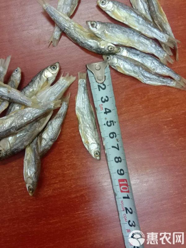 宠物饲料 淡水无盐小鱼干小鱼仔小杂鱼没破肚皮猫粮宠物粮鱼干