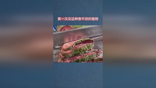 第一次见这种像牛排的植物