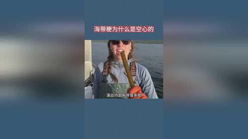 海带梗为什么是空心的