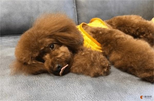 狗狗肝不好有哪些症状 肝损伤一般多久能恢复