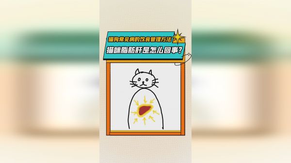 猫咪脂肪肝是怎么回事？