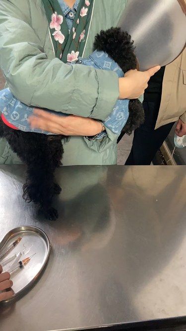 【康贝动物医院：宠物的健康守护天使[调皮]】