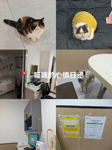 带着毛孩子体检的一天