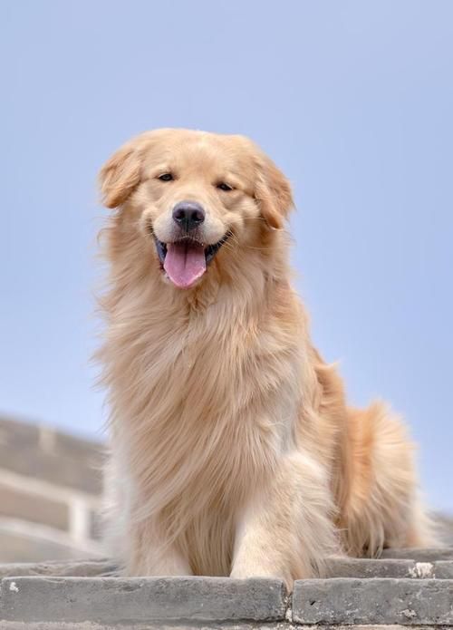 与狗狗做了四个小时都没事的简单介绍